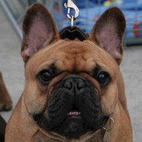 WINATY's AVATAR,jeugdklasse showfoto
