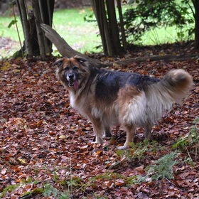 Een boswandeling met o.a. Loca.