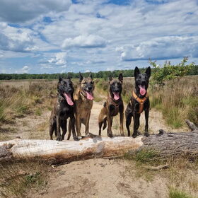 Hondenfoto van Dutchshepherdteam 