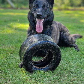 Hondenfoto van Dutchshepherdteam 