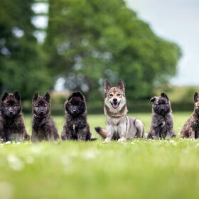 Hondenfoto van Tamara - Abby, Anna, Jamie, Aylin & Suki