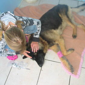 Kazan, onze Duitse Herder, ingeslapen op 14/08/2008, samen met…