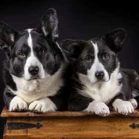 Hondenfoto van Marinda - Jarvis & Parker