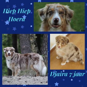 Hondenfoto van Danielle, Kyra*Kaylin*, Djaira en Djaidey