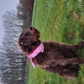 Hondenfoto van Tess _ baasje Channah 