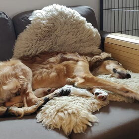 Comfort...