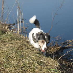 Hondenfoto van Petra,  *Lily Jane*   & Jip