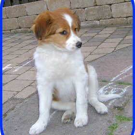 Sil als pup!!!
