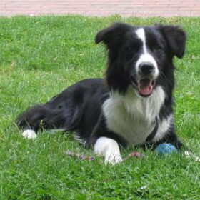 Hondenfoto van Babs & Border Collie Flye