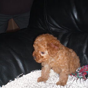 dit is bean mijn toy poedel van 4 maand.