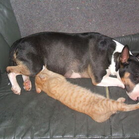Xena had de kitten geadopteerd,ze heeft hem grootgebracht.De…