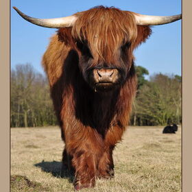 Hondenfoto van De Mecheltjes clan