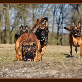 Hondenfoto van De Mecheltjes clan