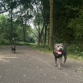 Hondenfoto van Elianne | Bailey & Nova 