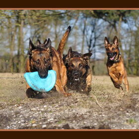 Hondenfoto van De Mecheltjes clan