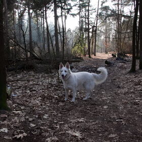 Hondenfoto van Hetty & Skipper