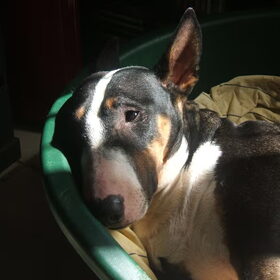 tja xena is een echte muts.ze heeft een ontzettend lief…