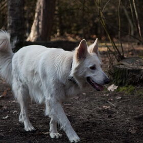Hondenfoto van Hetty & Skipper