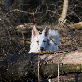 Hondenfoto van Hetty & Skipper