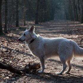 Hondenfoto van Hetty & Skipper
