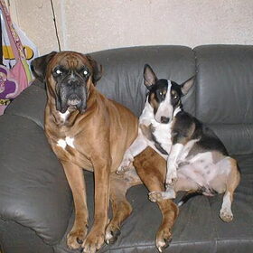 xena samen met tyco (onze boxer die 6 maanden geleden is…