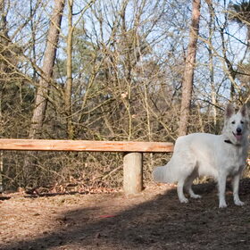 Hondenfoto van Hetty & Skipper