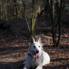 Hondenfoto van Hetty & Skipper