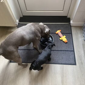 Hondenfoto van Elianne | Bailey & Nova 