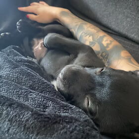 Hondenfoto van Elianne | Bailey & Nova 