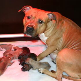 De pups-to-be en de mama hond Dag1