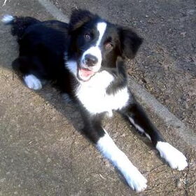 Hondenfoto van Babs & Border Collie Flye