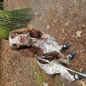 Hondenfoto van chay & dolci