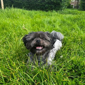 Hondenfoto van Milou 