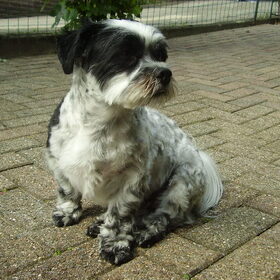 Hondenfoto van Baasje van Spaiky† en Odie