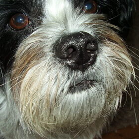 Hondenfoto van Baasje van Spaiky† en Odie
