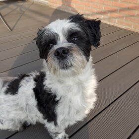 Hondenfoto van Baasje van Spaiky† en Odie