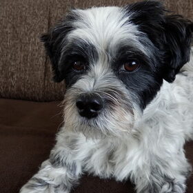 Hondenfoto van Baasje van Spaiky† en Odie