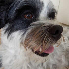 Hondenfoto van Baasje van Spaiky† en Odie