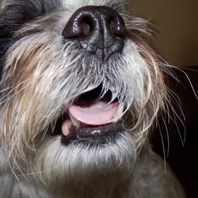 Hondenfoto van Baasje van Spaiky† en Odie
