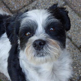 Hondenfoto van Baasje van Spaiky† en Odie