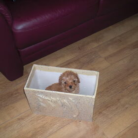 haaaa leuk he in de vaas