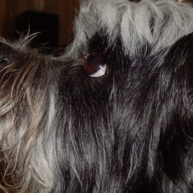 Hondenfoto van Baasje van Spaiky† en Odie