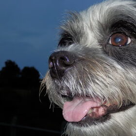 Hondenfoto van Baasje van Spaiky† en Odie