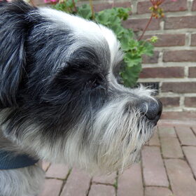 Hondenfoto van Baasje van Spaiky† en Odie