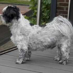 Hondenfoto van Baasje van Spaiky† en Odie