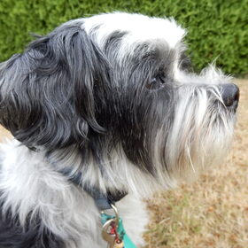 Hondenfoto van Baasje van Spaiky† en Odie