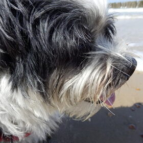Hondenfoto van Baasje van Spaiky† en Odie