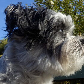 Hondenfoto van Baasje van Spaiky† en Odie