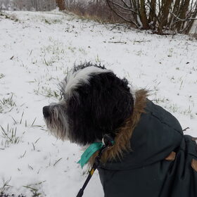 Hondenfoto van Baasje van Spaiky† en Odie