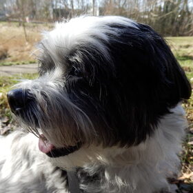 Hondenfoto van Baasje van Spaiky† en Odie